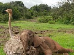 Potret Persahabatan Hewan Beda Spesies yang Menggemaskan