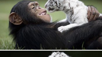 Bikin meleleh nih liat foto keakraban simpanse dan singa putih. Foto: Boredpanda