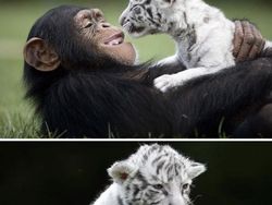 Potret Persahabatan Hewan Beda Spesies yang Menggemaskan