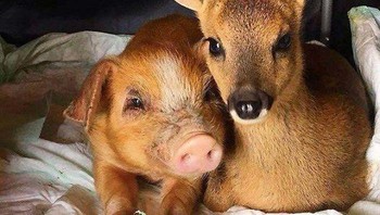 Babi dan rusa. Foto: Boredpanda