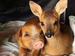 Potret Persahabatan Hewan Beda Spesies yang Menggemaskan