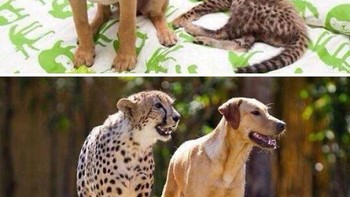 Teman kecil hingga dewasa. Foto: Boredpanda