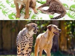 Potret Persahabatan Hewan Beda Spesies yang Menggemaskan