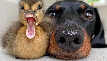 cute sekali potret anak bebek dan anjing. Foto: Boredpanda