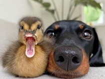 Apakah Hewan Bisa Menjalin Hubungan Pertemanan seperti Manusia?