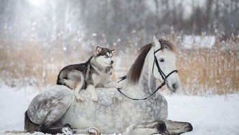 Si kuda putih bersama anjing husky. Foto: Boredpanda
