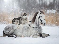 Potret Persahabatan Hewan Beda Spesies yang Menggemaskan