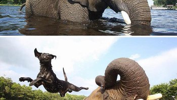 Gemasnya, gajah dan anjing begitu akrab. Foto: Boredpanda
