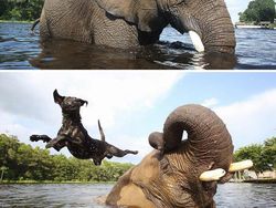 Potret Persahabatan Hewan Beda Spesies yang Menggemaskan