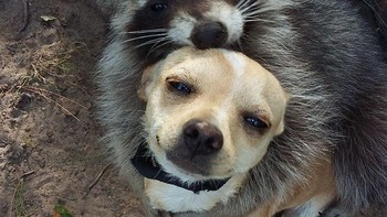 Pelukan hangat rakun untuk anjing. Foto: Boredpanda