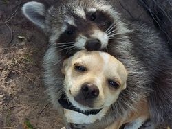 Potret Persahabatan Hewan Beda Spesies yang Menggemaskan