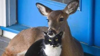 Kepala kucing jadi sandaran si rusa. Foto: Boredpanda