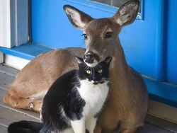 Potret Persahabatan Hewan Beda Spesies yang Menggemaskan