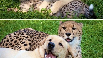 Tumbuh besar bersama anjing dengan macan tutul. Foto: Boredpanda