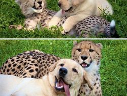 Potret Persahabatan Hewan Beda Spesies yang Menggemaskan