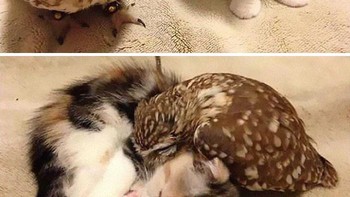 Burung dan kucing pun bisa akur. Foto: Boredpanda