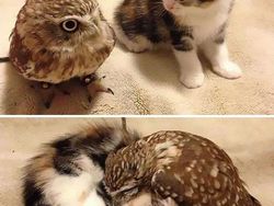 Potret Persahabatan Hewan Beda Spesies yang Menggemaskan