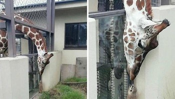 So sweet sekali ciuman jerapah untuk meerkat. Foto: Boredpanda