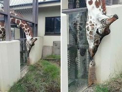 Potret Persahabatan Hewan Beda Spesies yang Menggemaskan