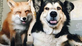 Fotogenic ya anjing dan rubah merah ini. Foto: Boredpanda
