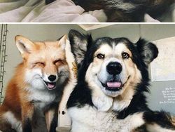 Potret Persahabatan Hewan Beda Spesies yang Menggemaskan