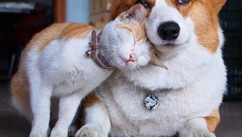 Sama-sama warna oren nih si kucing dan anjing. Foto: Boredpanda