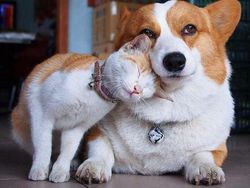 Potret Persahabatan Hewan Beda Spesies yang Menggemaskan