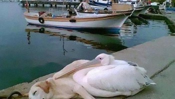 Si anjing tidur dengan nyaman bersama bebek. Foto: Boredpanda