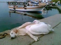 Potret Persahabatan Hewan Beda Spesies yang Menggemaskan