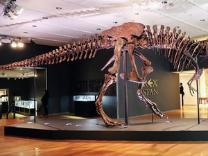 Kerangka T-rex Ini Jadi Fosil Termahal Dunia, Laku Rp 467 M