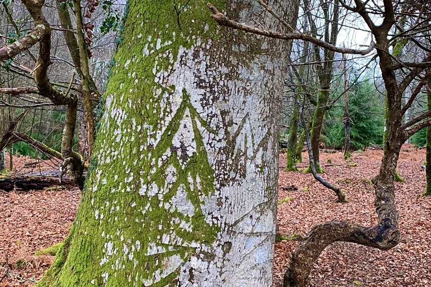 The New Forest National Park Authority
