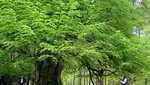 Foto: Tanda Penyihir Terukir di Pohon-pohon Inggris