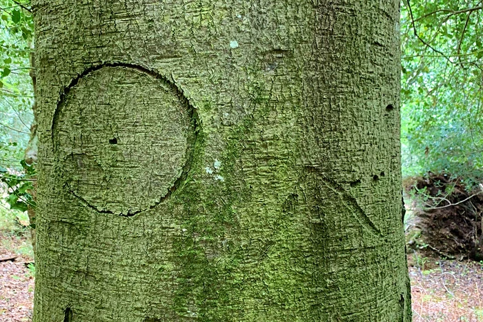 The New Forest National Park Authority