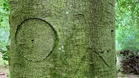 The New Forest National Park Authority (NPA) atau Otoritas Taman Nasional New Forest telah mengumpukan lebih dari 100 contoh grafiti yang terukir di pepohonan di New Forest di Inggris. Basis data ini bisa diakses secara online oleh para pengguna.