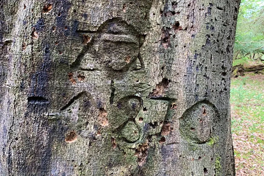 The New Forest National Park Authority