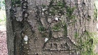 NPA New Forest ingin mendokumentasikan grafiti pohon karena tanda-tanda tersebut bisa melengkung atau dirusak oleh hewan atau manusia. Pohon yang tumbang atau sekarat juga mengancam umur panjang catatan sejarah ini.