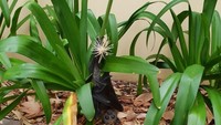 Kelelawar yang bergantung di rumput. Bukannya mereka biasa di tempat tinggi ya? (Bored Panda) 
