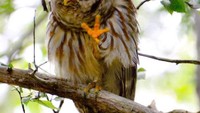 Burung hantu yang tertangkap kamera seolah-olah sedang menghayati lagu. (Bored Panda)