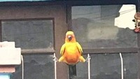 Burung yang super elastis. (Bored Panda)