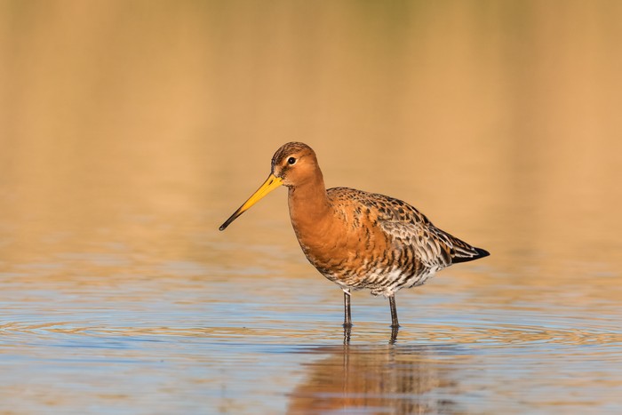 An Icelandic race Black tailed Godwit (Limosa limosa) in summer plumage wading in water with reflected golden light, East Yorkshire, UK