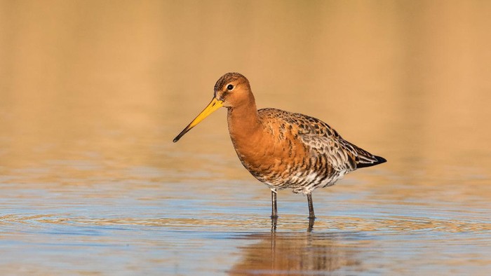 An Icelandic race Black tailed Godwit (Limosa limosa) in summer plumage wading in water with reflected golden light, East Yorkshire, UK