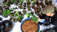 Ekspor berbagai tanaman hias di tengah pandemi COVID-19 mengalami peningkatan 80 persen dengan jumlah sebanyak 250 pot tanaman setiap bulannya untuk pesanan ke sejumlah negara seperti Perancis, Hongkong, Amerika Serikat, Kanada, Filipina dan Thailand.
