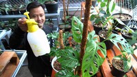 Pengusaha menyiram tanaman hias Monstera Acuminata dan Monstera Esqueleto atau janda bolong untuk ekspor di Kazaina Store Plant, Kampung Sukamanah RT 02/02, Desa Tamansari, Kabupaten Bogor, Jawa Barat, Rabu (14/10/2020).