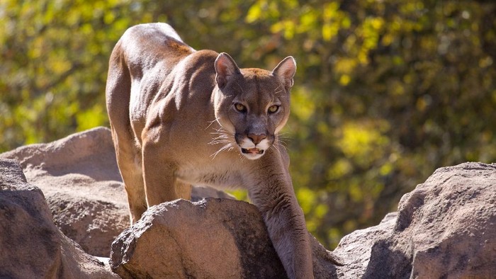 Cougar