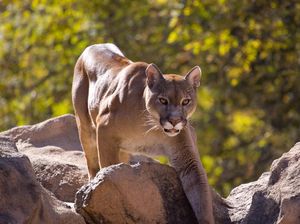 Viral di Amerika, Lagi Asyik Hiking Eh Diikuti Macan dari Belakang