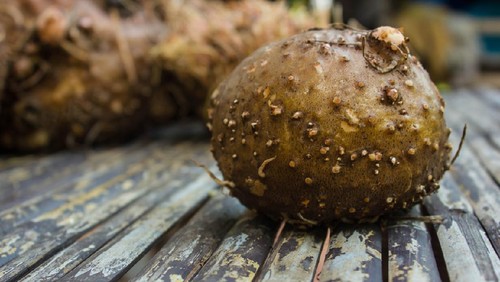 Konjac, amorphophallus, Stanley s water-tub, jelly