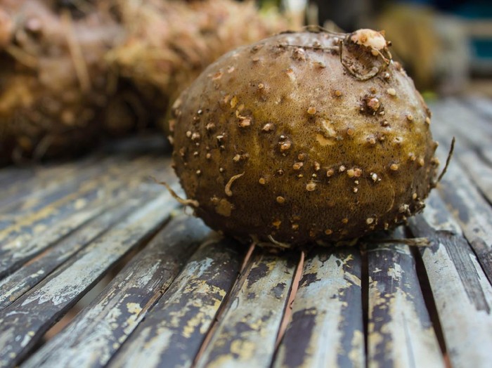 Konjac, amorphophallus, Stanley s water-tub, jelly