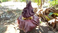 Mujid bercerita bunga bangkai itu baru pertama kali ditemukan di sekitar Desa Kalipucang Wetan. Saat ditemukan pada Selasa (13/10) bunga itu sedang mekar dan hari ini bunga bangkai itu sudah mulai layu.