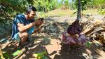 Ini Potret Bunga Bangkai yang Gegerkan Warga Jepara