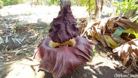 Sementara itu, Kepala Dinas Ketahanan Pangan dan Pertanian Kabupaten Jepara, Diyar Susanto mengatakan pihaknya belum menerima laporan terkait penemuan bunga bangkai di Desa Kalipucang Wetan, Kecamatan Welahan, Jepara. Pihaknya juga belum mengecek keberadaan bunga suweg tersebut.